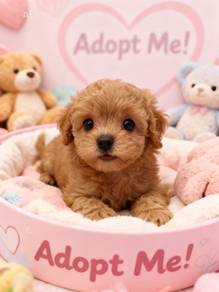 2 Months old Female Teddy Bear Toy Poodle