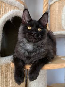Black Smoke Mainecoon