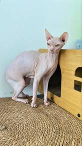 Sphynx female