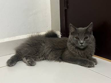 British longhair