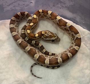 Corn Snake - Caramel