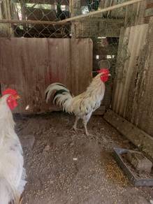 ayam siam 