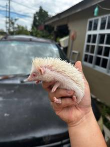 Hedgehog/Landak mini
