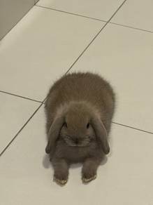 Holland Lop Baby Rabbit