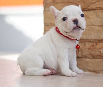 FRENCH BULLDOG PUPPIES 🌻VIP162 Boy-Girl