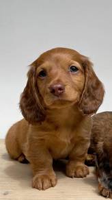 QWWE92399 Dachshund orange brown haired puppy dog