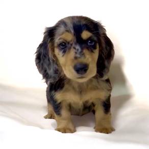 Dachshund long haired dapple mka