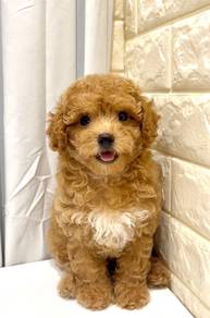G29 Lovely Poodle Dog
