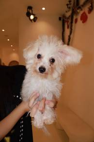 J0914 Bichon Beautiful Curly Hair Puppy