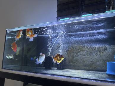 4 ft aquarium to let go