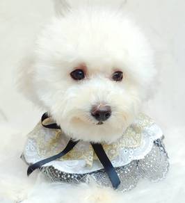 Maltipoo Poodle X Maltese Puppy Pet Dog Fur10