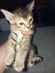 free adoption cat