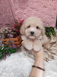 toy poodle