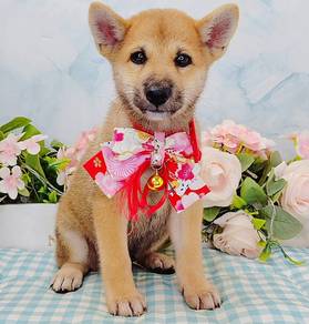 Shiba