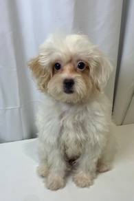 J0379 Maltipoo Sweet Little Puppy