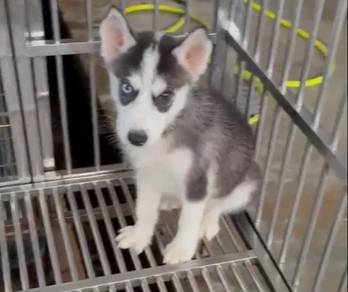 Husky Bicolour eyes