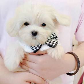Maltese