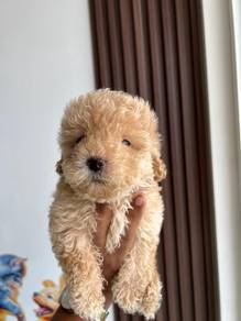 maltipoo ~6