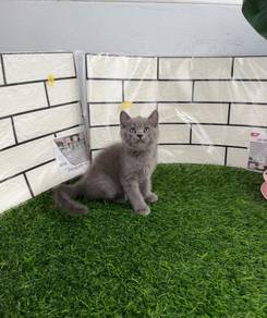 Blue BSH kitten