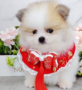 Pomeranian
