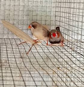 Burung zebra finch