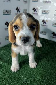 Beagle tri color female