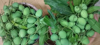 Mangga muda