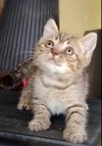 British Shorthair Kitten