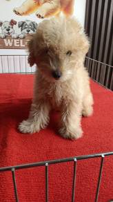 Maltipoo 