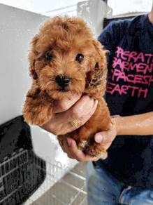 Cute toy poodle red teddy bear male