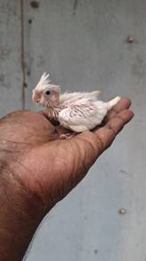 Burung teil