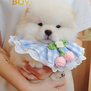 Chow Chow