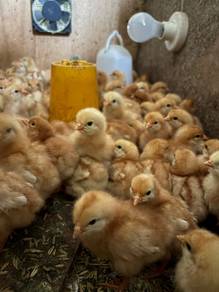 Ayam Penelur Lohmann Brown F1