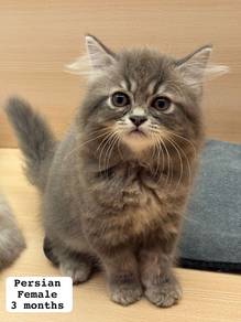 Persian Untuk Dijual !!