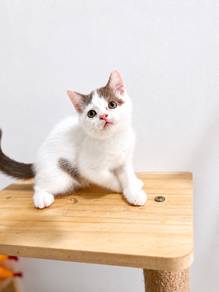 BSH bicolor Cinnamon male
