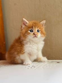 Mainecoon kitten male