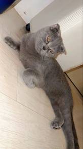 Bsh bristish short hair