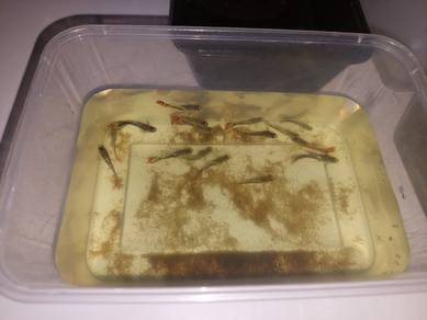 Ikan Guppy Rojak