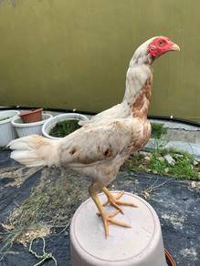 Ayam Ratu betina muda