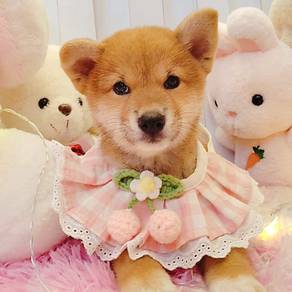 Shiba Inu
