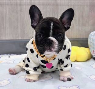 FRENCH BULLDOG PUPPIES 🌻A190 Cow Pattern New