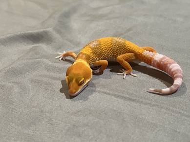 electric cross leopard gecko