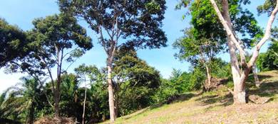 Agricultural Land in Papar, SBH