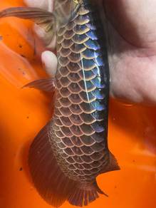 Powerblue Blue arowana