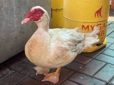 Muscovy Jantan besar jumbo