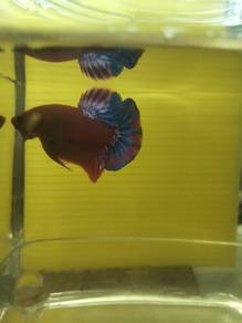 ikan laga betta fish 
