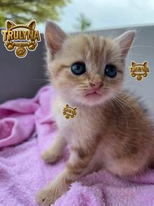 BSH GOLDEN  Marble BRITISH SHORT HAIR KITTEN