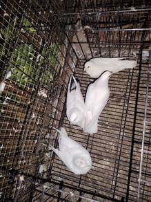 merpati kampung