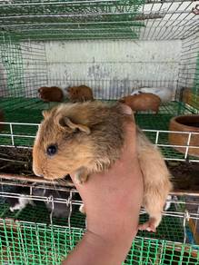 Guinea pig / Tikus Belanda