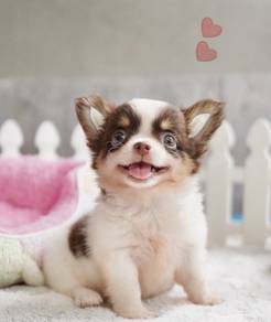 CHIHUAHUA PUPPIES 220 🌷Head Apple Cute Dog